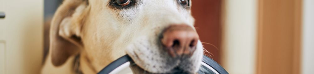 Irish Pure Hundefutter Schüssel Kopf,Hund,Hunderasse,Fleischfresser,Ohr,Arbeitstier,Begleithund,Kitz,Schnurrhaare,Schnauze, Schüssel, Futter, Labrador weiß, braune Nase beim hellen Labrador Retriever