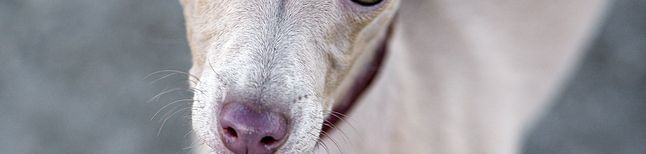 Italienischer Windhund Welpe, Windspiel Welpe, Rasse ähnlich Greyhound, grauer kleiner Hund mit kurzem Fell