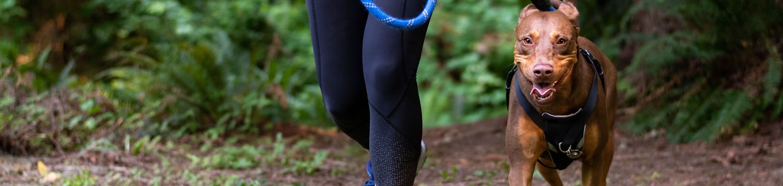 Joggen mit Hund an der Leine Hund, Canidae, Hunderasse, Leine, Cani Cross, Erholung, Hundewandern, Fleischfresser, Hundewandern, Trail, Joggen mit Hund an der normalen Leine im Wald
