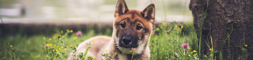 junger Shikoku Hund in Wiese Shikoku Hund aus Japan, japanische Hunderasse braun weiß, Hund ähnlich Shiba Inu, Hund aus Japan, Jagdhunderasse mit Stehohren, süße Hunderasse mit langer Zunge, asiatischer Hund, mittelgroße Rasse, Kochi-Ken, Spitz, Junger Hund liegt neben einem Baum auf einer Wiese und hat ein Gesicht wie ein Fuchs