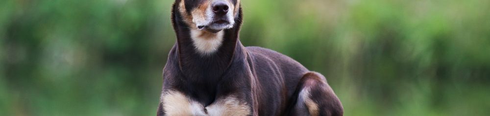 Kelpie braun creme Australian Kelpie, Hund mit Stehohren, braun tan Hund, Australische Rasse, Schäferhund, Sheepdog
