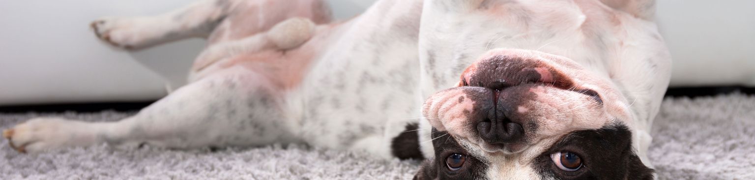 kleiner schwarz weißer hund liegt Hund, Säugetier, Canidae, Hunderasse, französische Bulldogge, alte englische Bulldogge, Fleischfresser, Schnauze, Pfote, Sporting Group, Hund schläft auf weißem Teppich, klener weißer Hund lacht