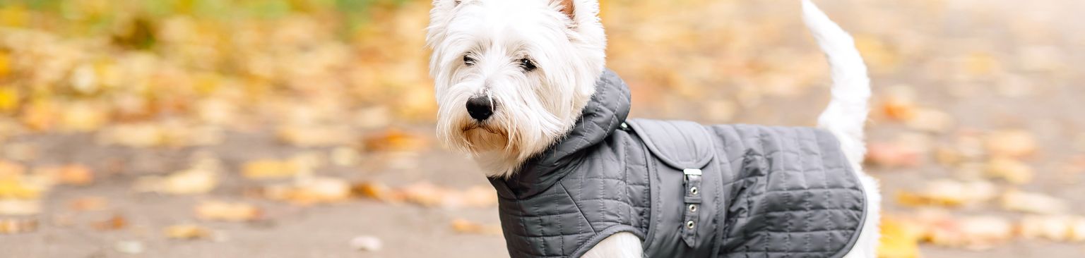 kleiner weißer Hund mit Regenmantel Hund, Säugetier, Wirbeltier, Hunderasse, Canidae, West Highland White Terrier, Hundekleidung, Fleischfresser, Begleithund, Terrier, Hund trägt einen Regenmantel im Freien, kleiner weißer Hund mit mittellangen Haaren im Herbst