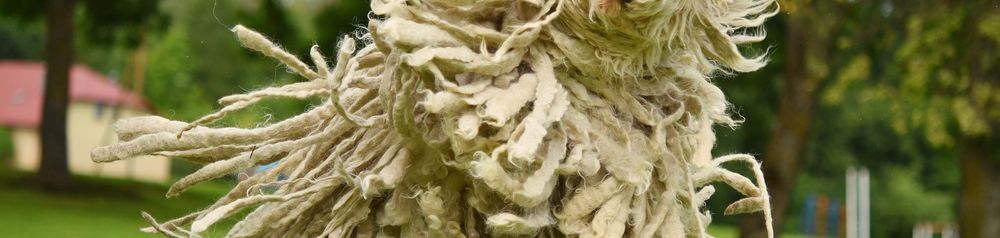 Komondor schüttel sich Komondor mit Dreadlocks, ungarischer Schäferhund, Hütehund, Schafshirte Hund aus Ungarn, Hunderasse aus Ungarn, ungarischer Hund mit weißem Fell, Hund mit Locken, Hund mit langem weißen Fell, sehr große Rasse, Wischmophund