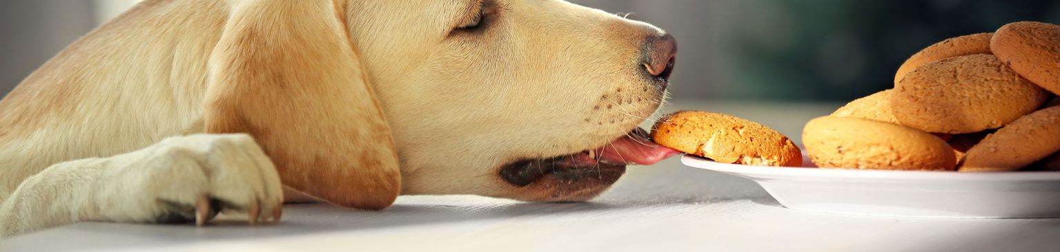 Labrador klaut vom Tisch Hund, Canidae, Hunderasse, Schnauze, Fleischfresser, Welpe, Begleithund, junger Labrador Retriever klaut vom Tisch Kekse, Sporting Group, Welpenliebe,