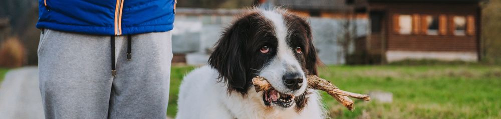 Landseer hält Stecken im Maul sehr große Hunderasse, schwarz weißer Hund mit langem Fell, Neufundländer UNterart, Landseer Rasse Hund