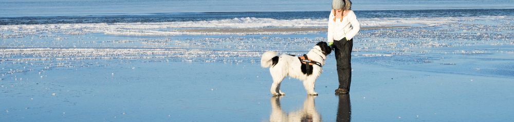 große Hunderasse, Riesenhunderasse, schwarz weißer Hund mit langem Fell ähnlich Neufundländer, Landseer