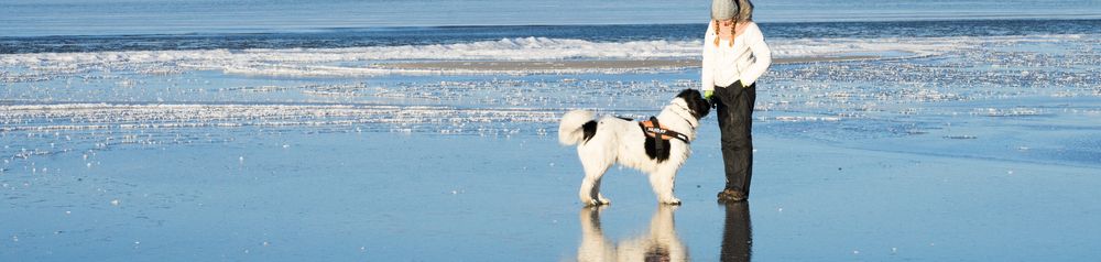 Landseer Hund am Meer große Hunderasse, Riesenhunderasse, schwarz weißer Hund mit langem Fell ähnlich Neufundländer, Landseer