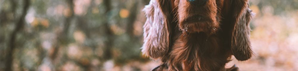 Lederhalsband Hund Hund,Hunderasse,Fleischfresser,Leber,Kitz,Begleithund,Baum,Schnauze,Sportliche Gruppe,Wald, Leder Halsband, Hundehalsband aus Leder, braunes Lederhalsband für große Hunde