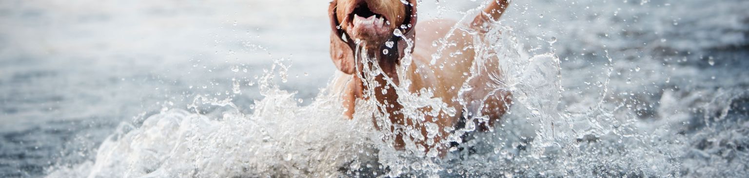Wasser, Welle, Schwimmen, Spaß, Erholung, Schwimmen im offenen Wasser, Magyar Vizsla kann schwimmen und liebt es, ein ausgewachsener roter großer Hund mit Schlappohren im Meer baden