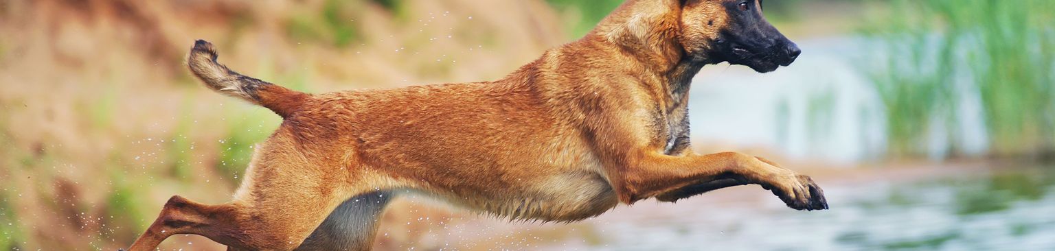 Malinois springt ins Wasser Hund, Säugetier, Wirbeltier, Canidae, Hunderasse, Fleischfresser, belgischer Schäferhund Malinois, belgischer Schäferhund springt ins Wasser, Polizeihund, Hunde die schwimmen können, mittelgroßer brauner Hund mit dunkler Schnauze, Stehohren, Unterordnung, schwererziehbar