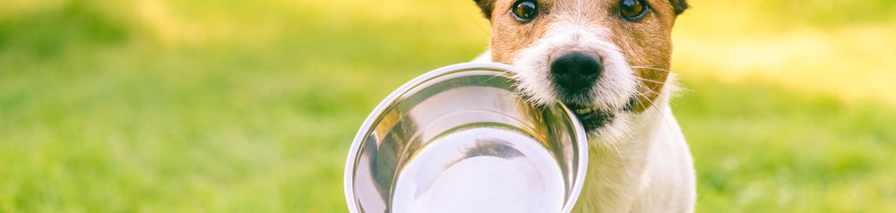 Mera Hundefutter Schüssel Hund,Hunderasse,Fleischfresser,Begleithund,Kitz,Gras,Hundezubehör,Schnauze,Schwanz,Spielzeughund, Terrier läuft mit silber Edelstahl Schüssel für Futter über eine grüne Wiese und hat Hunger, Mera Hundefutter Test Bericht und Erfahrung, Review