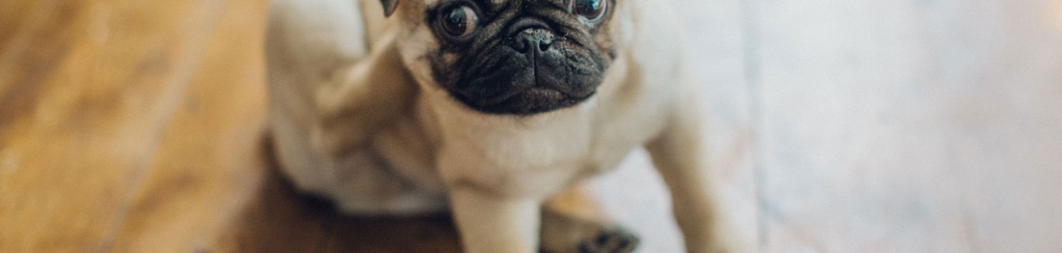 Mops mit Falten Hund, Mops, Säugetier, Wirbeltier, Canidae, Hunderasse, Haut, Begleithund, Schnauze, Welpe, Mops kratzt sich den Hinterkopf, Qualzucht Rasse weil oft Atemprobleme, Faltenhund