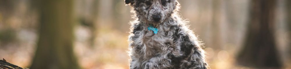 Mudi Merle Welpe Mudi Hund aus Ungarn, Welpen Mudi, merle farbener Hund