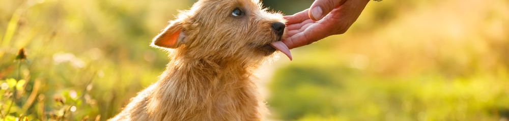 Norwich Terrier Welpe wird von einer Hand im Gesicht gestreichelt, Hund sitzt auf der Wiese im Garten, Welpe, kleiner brauner Hund mit rauhaarigem Fell, Rauhaarhunderasse, Hunderasse aus UK