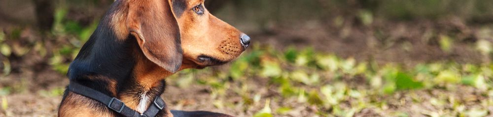 Österreichischer Jagdhund Tiroler Bracke, Jagdhund aus Österreich, österreichische Hunderasse, Hund für Jäger, kleine Hunderasse mit Schlappohren, Kniehoher Hund, dreifärbiger Hund, Hund ähnlich Beagle, Hund ähnlich Dachsbracke, Hund ähnlich Gebirgsschweißhund, selbstständige Rasse