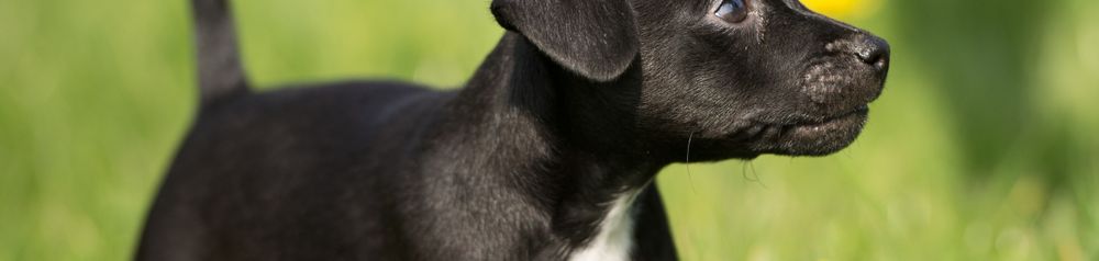 Patterdale Terrier Welpe schwarz Patterdale Terrier Welpe schwarz, Hund ähnlich Labrador