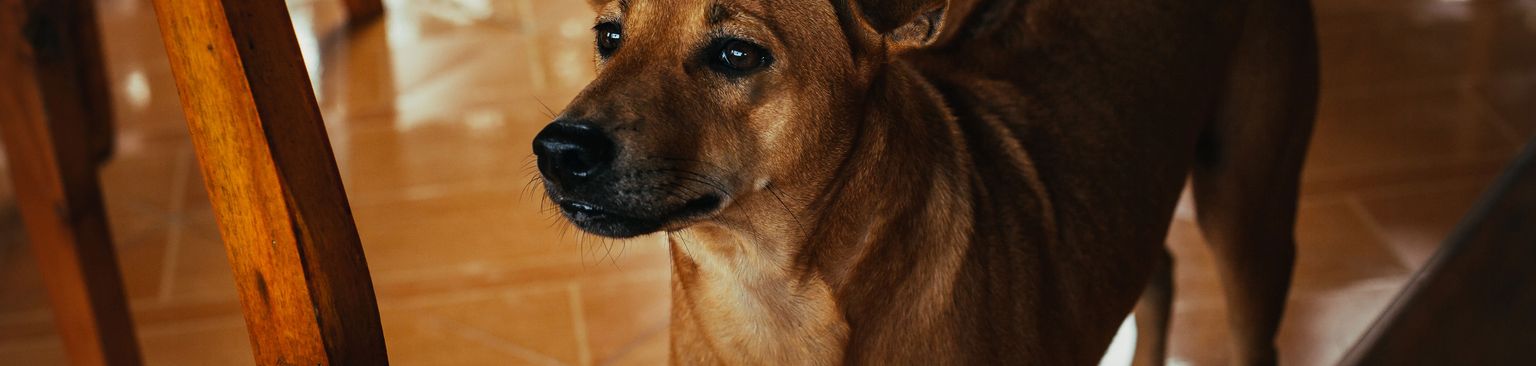 Phu Quoc Ridgeback Hund Säugetier, Hund, Wirbeltier, Canidae, Hunderasse, Rasse ähnlich Rhodesian Ridgeback, Fleischfresser, Schnauze, Begleithund, Phu Quoc Ridgeback in einem neuen Zuhause, großer brauner Hund mit Kippohren