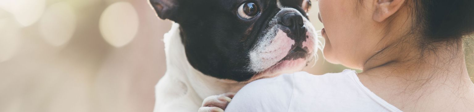 Pied Französische Bulldogge am Arm Hund, Säugetier, Wirbeltier, Canidae, französische Bulldogge pied, Hunderasse, Haut, Begleithund, Schnauze, Rasse ähnlich Boston Terrier,
