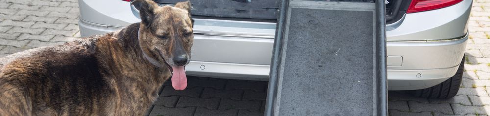 Rampe Treppenhilfe für Hunde Auto,Hund,Fahrzeug,Kfz-Schluss- und Bremslicht,Kfz-Beleuchtung,Motorhaube,Autoreifen,Kraftfahrzeug,Fleischfresser,Halsband,