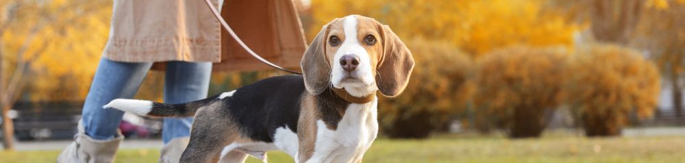 Retrieverleine Hund,Pflanze,Hunderasse,Fleischfresser,Spürhund,Halsband,Begleithund,Baum,Rehkitz,Gehweg, Retrieverleine, Moxonleine, Beagle mit einer Zugstoppleine