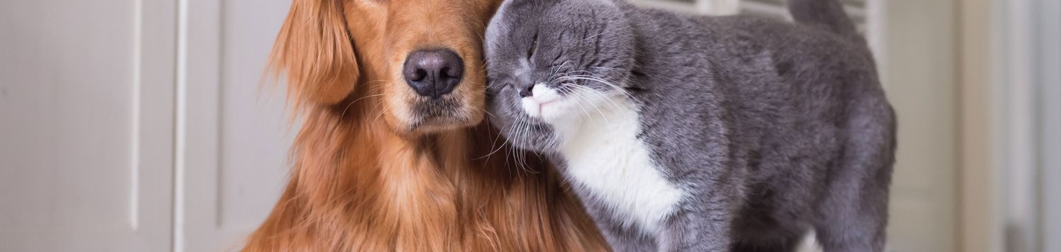 roter Goldie und britisch Kurzhaar Katze Hund, Säugetier, Wirbeltier, Canidae, Hunderasse, Fleischfresser, Begleithund, roter Golden Retriever liebt eine kleine British Kurzhaar Katze, Hund und Katze verstehen sich, Rasse ähnlich Nova Scotia Ente Maut Retriever, Sporting Group,