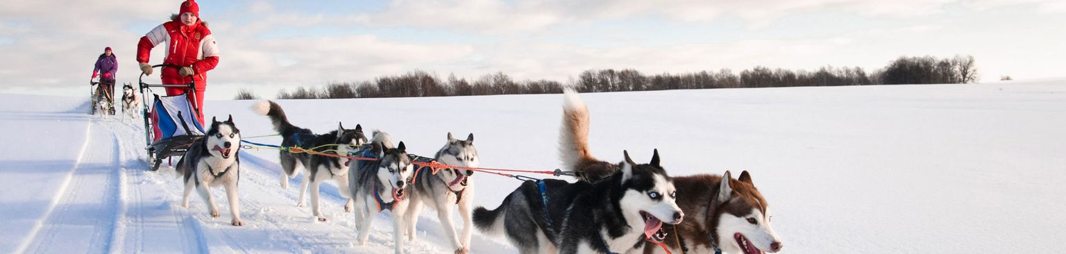 Schlittenhunde Husky Mushing, Hundeschlitten, Schlittenhunderennen mit Husky, Siberian Husky ziehen eine Rodel, Hund, Säugetier, Schlittenhund, Canidae, Grönlandhund, Northern Inuit Hund, Fahrzeug,