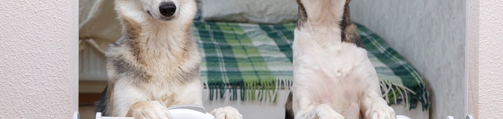 Schutzgitter Treppe Hunde Hund,Hunderasse,Fleischfresser,Begleithund,Zaun,Kitz,Holz,Tierbedarf,Kunst,Schnauze, zwei Hunde wollen beim Schutzgtitter Treppe hinausschauen und weglaufen