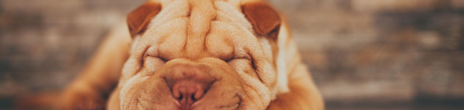 Shar Pei Welpe schlafen Hund, Shar pei Welpe rot, Canidae, Ori-pei, Faltenhund, Schnauze, Haut, Hunderasse, Welpe, Hund ähnlich alte englische Bulldogge, roter Hund, kleiner roter Welpe