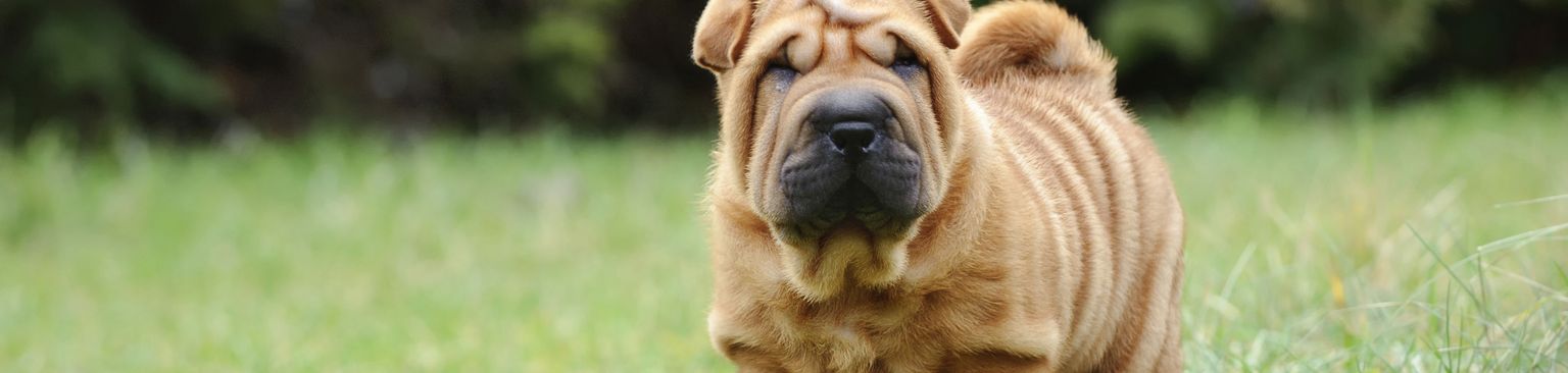 Shar Pei Welpe Hund, Säugetier, Shar pei Welpe, Wirbeltier, Hunderasse, Canidae, Faltenhund, Hund mit sehr kleinen Ohren und gerollter Rute, kleiner hellbrauner Hund mit dunkler Schnauze