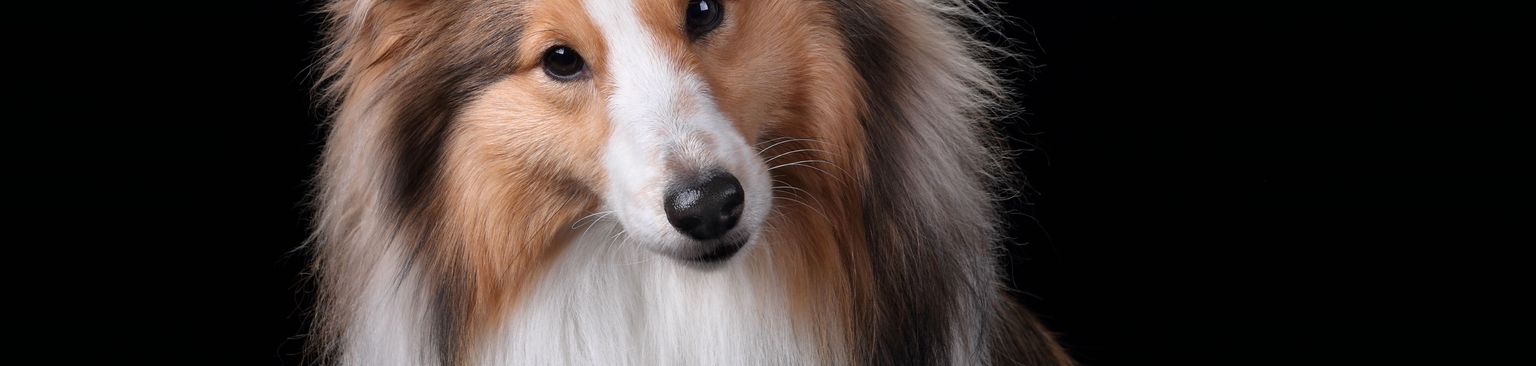 Sheltie Hund, Säugetier, Scotch Collie, Wirbeltier, Hunderasse, Canidae, Shetland Schäferhund, Fleischfresser, Hund ähnlich Rough Collie, Rasse ähnlich Australian Collie, mittelgroßer weißer Hund, dreifärbiger Hund, Hirtenhund