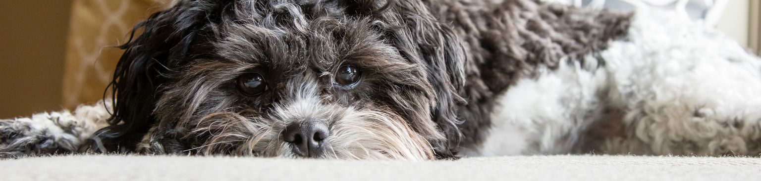 Shipoo schlafend Hund, Säugetier, Wirbeltier, Canidae, Hunderasse, Welpe, Rasse ähnlich Schnudel, Shih-poo, Rasse ähnlich Cockapoo, Hund ähnlich Havaneser, Pudelmischling, hybride Mischung aus Pudel und Shih Tzu Hund, Lockiges Fell ist gut geeignet für Allergiker, Hypoallergene Hunderasse, Anfängerhund