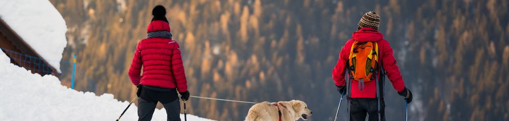 Skifahren mit Hund, so gelingt Schi fahren mit einem Hund, Wintersport mit Hund, Langlaufen mit einem Hund, Golden Retriever an der Leine im Schnee, Schigebiete mit Hund
