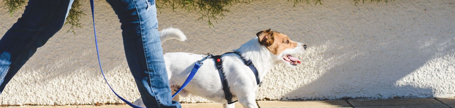Spaziergang mit Terrier und Brustgeschirr an der Leine Hund, Wirbeltier, Canidae, Säugetier, Leine, Hunderasse, Begleithund, Fleischfresser, Hundespaziergang, Sportgruppe, Terrier geht mit Brustgeschirr an der Leine bei Fuß