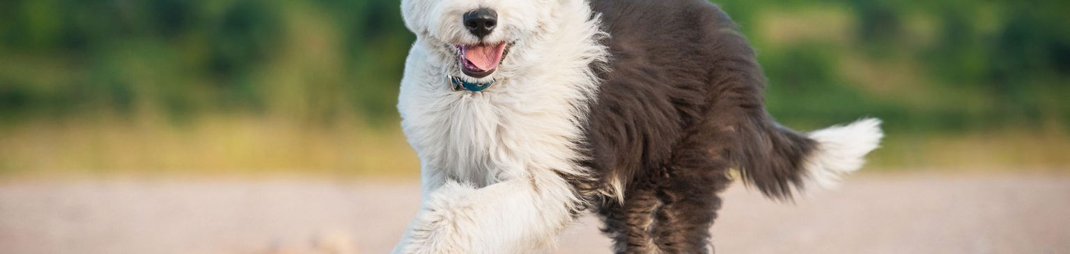 springender Bobtail Welpe Hund, Säugetier, Wirbeltier, Canidae, Hunderasse, Fleischfresser, Begleithund, Arbeitshund, Sporting Group, springender Bobtail Welpe auf Weg