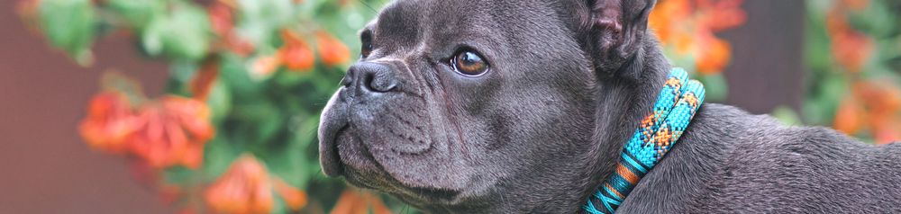 Pflanze,Hund,Fleischfresser,Blume,Halsband,Ohr,Hunderasse,Gras,Begleithund,Kitz,