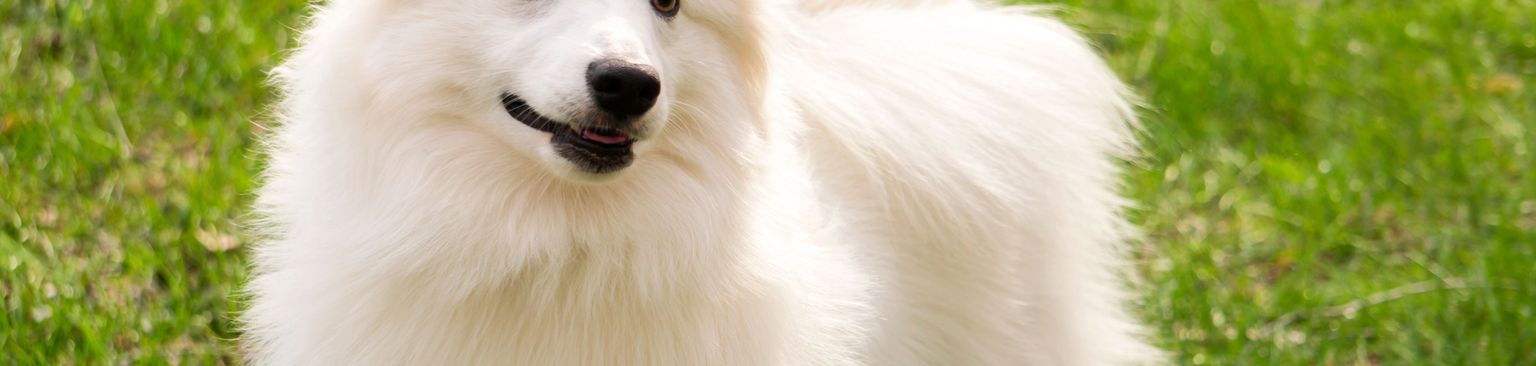 Hund, Säugetier, Wirbeltier, Hunderasse, Canidae, deutscher Spitz mittel, Fleischfresser, weißer American Eskimo Dog stehend auf Wiese