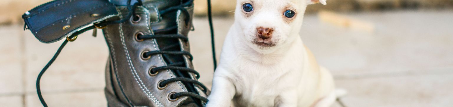 weißer Chihuahua Welpe Hund, Canidae, Hunderasse, Welpe, Begleithund, Fleischfresser, Schuhe, weißer Chihuahua Welpe kurzhaarig, Seltene Rasse (Hund), Schuh,