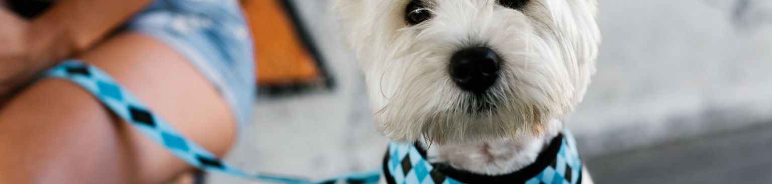 weißer Hund mit Brustgeschirr Hund, Säugetier, Canidae, Hunderasse, West Highland White Terrier mit Brustgeschirr in blau und Leine die dazupasst, Fleischfresser, Terrier, Leine, Begleithund, Schnauze,