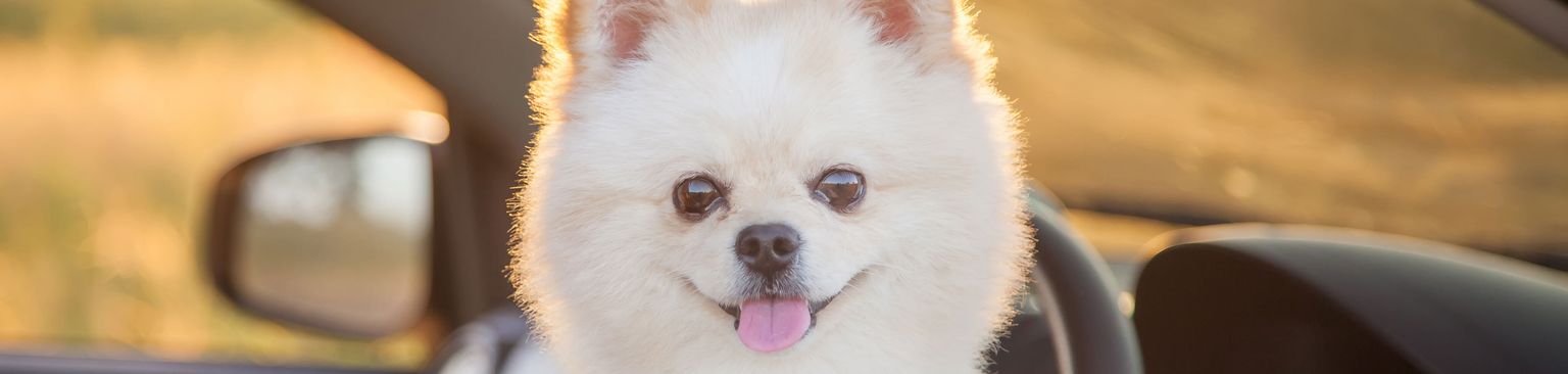 weißer Mini Spitz im Auto Hund, Säugetier, Canidae, Pommersche, Hunderasse, Haut, Welpe, Begleithund, Schnauze, Spitz sitzt im Auto und schaut heraus, die Zunge streckt er auch heraus, kleiner Zwergspitz in weiß frisch geschoren