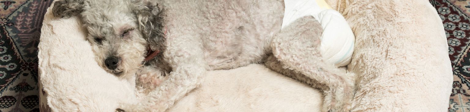 Yorkiepoo mit Windel Canidae, Hund, Hundebett, Möbel, Fleischfresser, Begleithund, Komfort, Bedlington Terrier, Schlaf, Hund trägt Windel, läufige Hündin mit einer Pampers für Hunde, Hundewindel, Hund mit Locken, kleiner grauer Hund schläft in seinem Hundebett