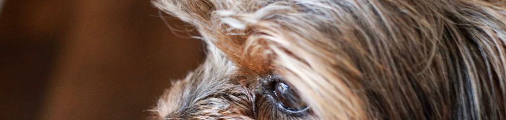 Pudelmischling mit Yorkshire Terrier, Yorkiepoo Welpe, Hund der wenig haart, Allergikerhund, hypoallergene Rasse, kleiner brauner Hund mit langen Haaren