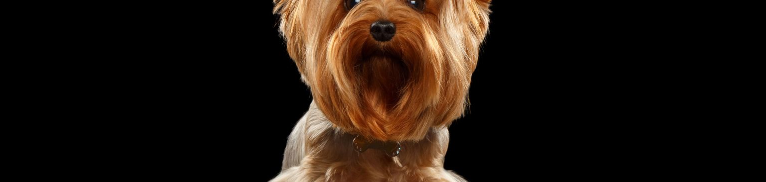 Yorkshire Terrier mit Zopf Hund, Säugetier, Yorkshire Terrier, Canidae, Hunderasse, Terrier, Kleiner Terrier, Yorkshire Terrier mit Zopf am Kopf, kleiner brauner Hund mit langem Fell, Anfängerhund, Hund ähnlich Shih Tzu