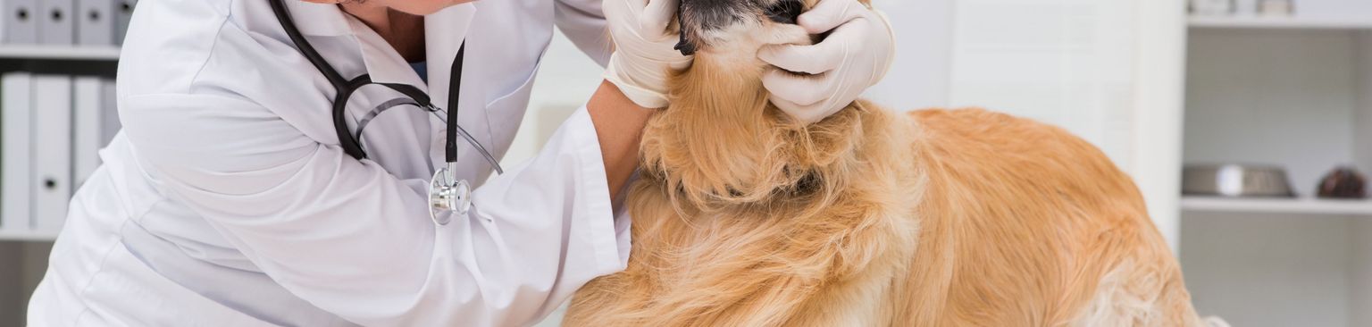 Zahnkontrolle beim Tierarzt Hund, Säugetier, Canidae, Golden Retriever, Hunderasse, Begleithund, Retriever, Fleischfresser, Sporting Group, Hovawart, Zahnstein beim Hund kontrollieren, Tierarzt untersucht die Zähne des Hund, großer weißer Hund, gelber Hund, goldener Hund mit langem Fell