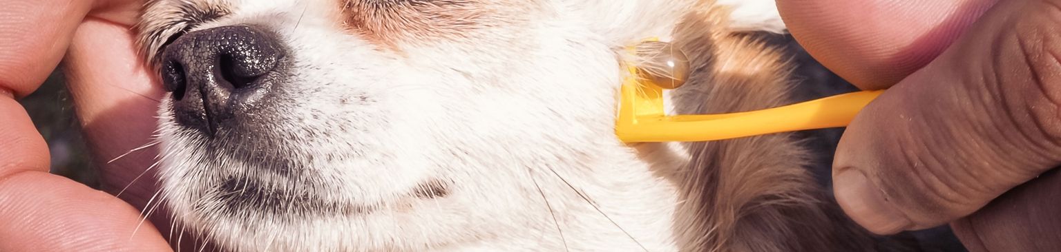 Zeckenzange Hund Säugetier, Hund, Canidae, Hunderasse, Welpe, Nase, Welpenliebe, Haut, Ohr, Auge, Zecke beim Hund entfernen, kleiner weißer Hund hat eine Zecke im Gesicht und muss diese mit einer Zeckenzange entfernen