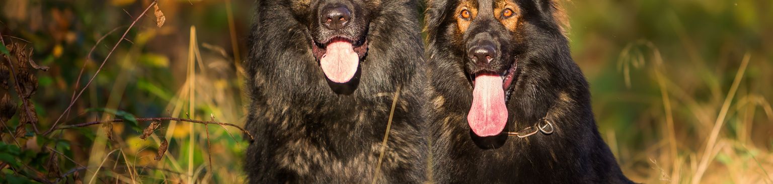 Zwei deutsche Schäferhunde sitzend im Grad Hund, Säugetier, Wirbeltier, Canidae, Hunderasse, Altdeutscher Schäferhund, Fleischfresser, Deutscher Schäferhund, Zwei schwarze sitzende Deutsche Schäferhunde im Gras