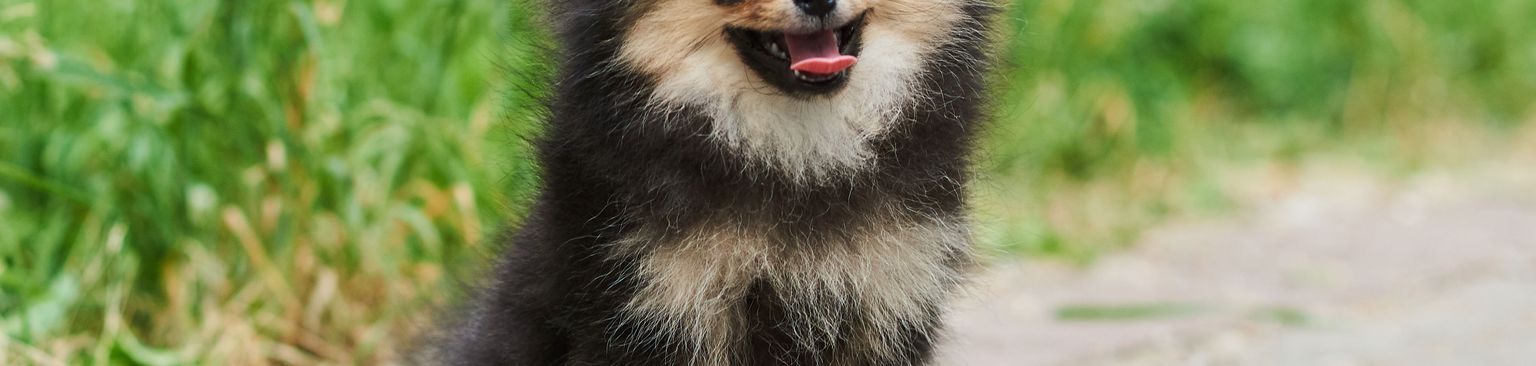 Zwergspitz braun schwarz Hund, Säugetier, Wirbeltier, Canidae, Hunderasse, Pomeranian Zwergspitz in braun schwarz, kleiner Hund der aussieht wie ein Bär, kleiner Spitz