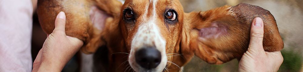 Basset has very large ears which are pulled by a human like a bat, brown white dog, tricolored dog breed similar to Beagle