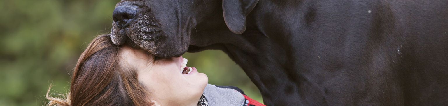 Black mastiff cuddling with wife Dog,Mammal,Vertebrate,Canidae,Dog breed,Carnivore,Great dane,Sporting Group,Giant dog breed,Working dog,