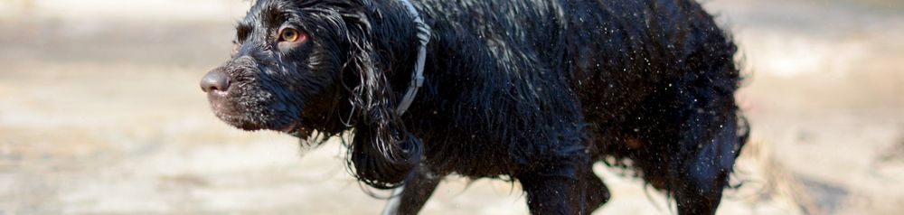 Boykin Spaniel Shaking boykin spaniel shakes after bath, swimming doggy, doggy that likes to swim, black small doggy